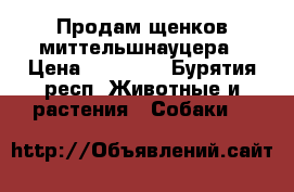 Продам щенков миттельшнауцера › Цена ­ 20 000 - Бурятия респ. Животные и растения » Собаки   